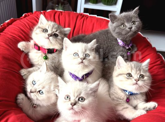 Birbirinden Güzel Safkan British Shorthair Yavrular