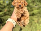 Gülen Surat Mi̇ni̇ Boy Toy Poodle