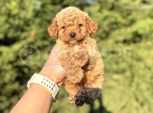 Gülen Surat Mi̇ni̇ Boy Toy Poodle görsel