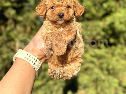Gülen Surat Mi̇ni̇ Boy Toy Poodle