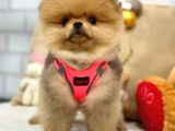 A Kali̇te Pomerani̇an Boo Yavrumuz