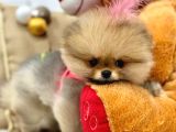 Güzeller Güzeli̇ Pomerani̇an Boo Ayi Surat Yavrumuz