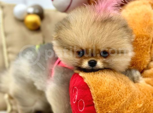 Güzeller Güzeli̇ Pomerani̇an Boo Ayi Surat Yavrumuz görsel