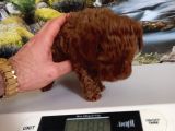 Çok Tatlı Teacup Dişi Kore Poodle
