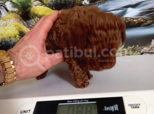 Çok Tatlı Teacup Dişi Kore Poodle görsel
