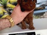 Çok Tatlı Teacup Dişi Kore Poodle