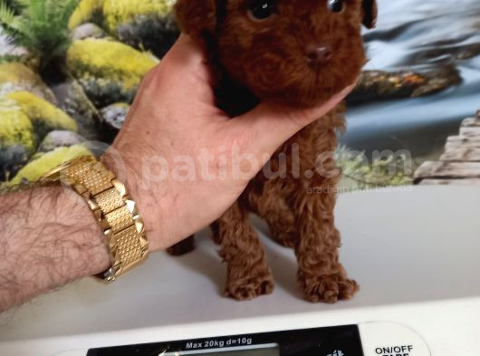 Çok Tatlı Teacup Dişi Kore Poodle görsel
