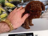 Çok Tatlı Teacup dişi kore poodle