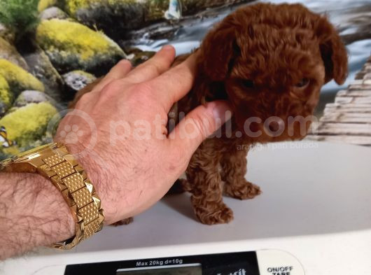 Çok Tatlı Teacup Dişi Kore Poodle
