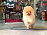 Ayi Surat Pomerani̇an Boo Yavrumuz Ori̇ji̇nal Safkan