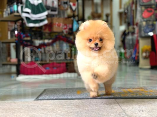 Ayi Surat Pomerani̇an Boo Yavrumuz Ori̇ji̇nal Safkan görsel