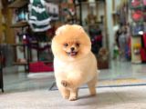 AYI SURAT pOMERANİAN BOO YAVRUMUZ ORİJİNAL SAFKAN