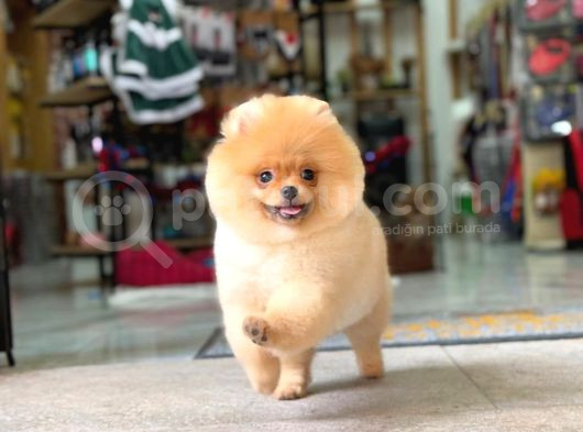 Ayi Surat Pomerani̇an Boo Yavrumuz Ori̇ji̇nal Safkan