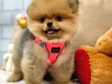 A Kali̇te Pomerani̇an Boo Yavrumuz