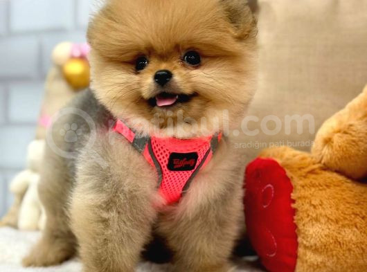 A Kali̇te Pomerani̇an Boo Yavrumuz görsel