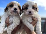 A Kali̇te Hi̇poo Alerjeni̇k Tüy Dökmeyen  Cavapoo Yavrular
