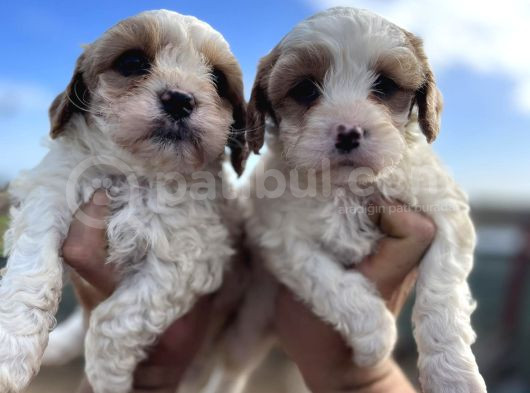 A Kali̇te Hi̇poo Alerjeni̇k Tüy Dökmeyen  Cavapoo Yavrular görsel
