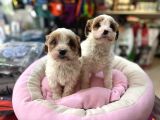 A Kali̇te Hi̇poo Alerjeni̇k Tüy Dökmeyen  Cavapoo Yavrular