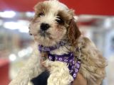 A Kali̇te Hi̇poo Alerjeni̇k Tüy Dökmeyen  Cavapoo Yavrular