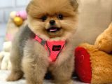 A Kali̇te Pomerani̇an Boo Yavrumuz