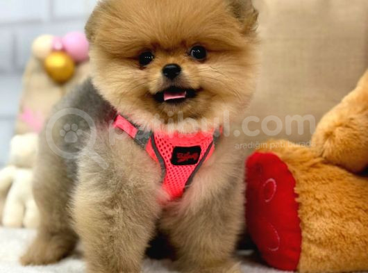 A Kali̇te Pomerani̇an Boo Yavrumuz görsel