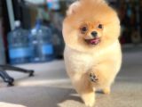 Ayi Surat Pomerani̇an Boo Yavrumuz Ori̇ji̇nal Safkan