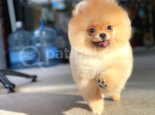 Ayi Surat Pomerani̇an Boo Yavrumuz Ori̇ji̇nal Safkan görsel