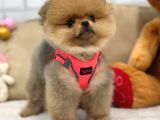 A Kali̇te Pomerani̇an Boo Yavrumuz