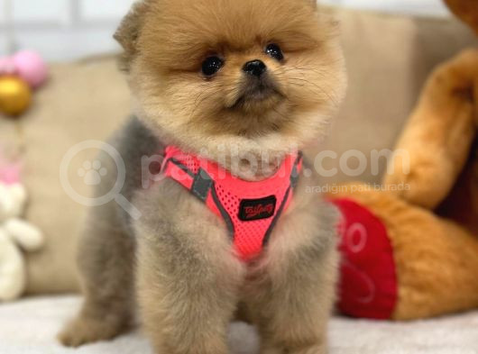 A Kali̇te Pomerani̇an Boo Yavrumuz görsel