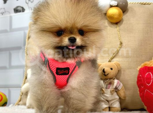 Güzeller Güzeli̇ Pomerani̇an Boo Ayi Surat Yavrumuz görsel