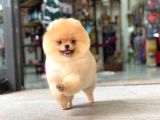 Ayi Surat Pomerani̇an Boo Yavrumuz Ori̇ji̇nal Safkan