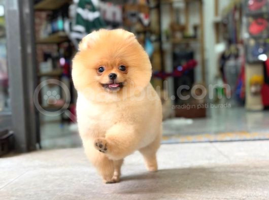 Ayi Surat Pomerani̇an Boo Yavrumuz Ori̇ji̇nal Safkan görsel
