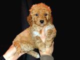 Maltipo cinsi yavrular kahve tonlu mini boy puppy