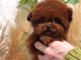 Orjinal toy poodle yavruları