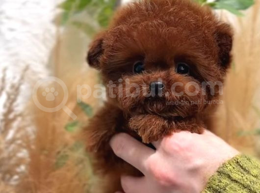 Orjinal Toy Poodle Yavruları