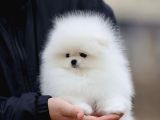 Orjinal Teddy Pomeranian Boo Yavruları