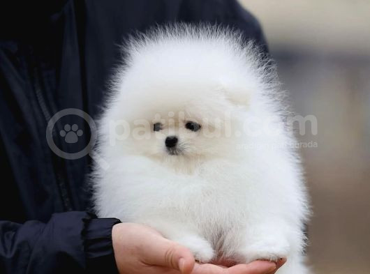Orjinal Teddy Pomeranian Boo Yavruları görsel