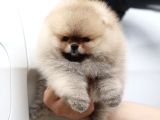 Orjinal Teddy Pomeranian Boo Yavruları