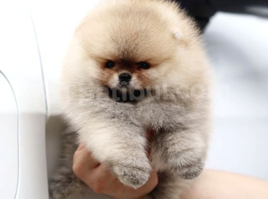 Orjinal Teddy Pomeranian Boo Yavruları görsel
