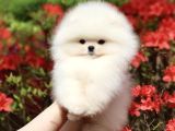 Orjinal Teddy Pomeranian Boo Yavruları