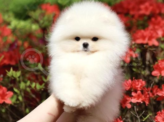 Orjinal Teddy Pomeranian Boo Yavruları görsel