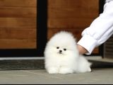 Orjinal teddy pomeranian boo yavruları