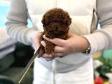 Orjinal Toy Poodle Yavruları