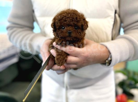 Orjinal Toy Poodle Yavruları görsel