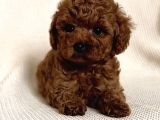 Orjinal Toy Poodle Yavruları