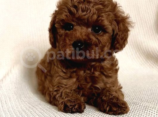Orjinal Toy Poodle Yavruları görsel