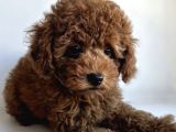 TOY POODLE YAVRULAR