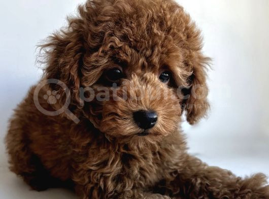 Toy Poodle Yavrular
