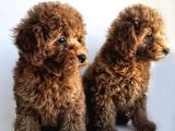 Toy Poodle Yavrular