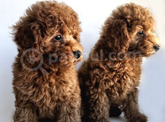Toy Poodle Yavrular görsel